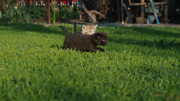 Verloren Kittens Lopen Het Gazon Zoek Naar Moeder — Stockvideo
