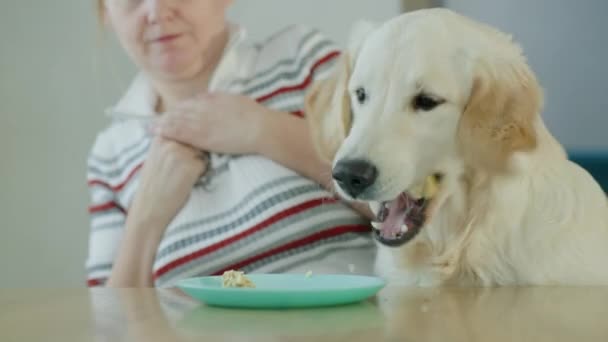 汚れた犬は飼い主から食べ物を取る — ストック動画