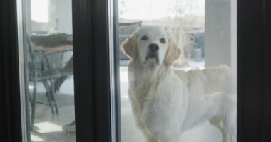 Golden Retriever camdan eve bakıyor..