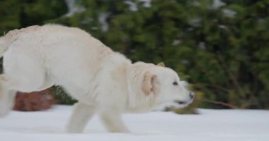 Karda enerjik bir golden retriever koşuyor, sahibinin eli ona ödül veriyor. Yavaş çekim videosu