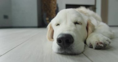 Golden Retriever oturma odasında kestiriyor..