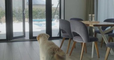 Golden Retriever yürüyüşe çıktı. Açık bir kapıdan dışarı koşuyor..