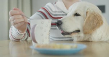 Saplantılı bir köpek yemek yerken sahibini rahatsız eder ve yemek için yalvarır..