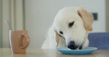 Küstah bir Golden Retriever masadaki tabaktan yemek çalıyor. Henüz yiyecek yalayan bir sahibi yok..