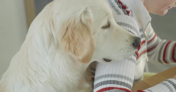 執着性の犬は食べながら飼い主を害し 治療を乞う — ストック動画