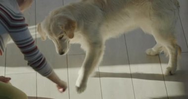 Sahibi golden retriever 'ını eğitiyor. 4k video