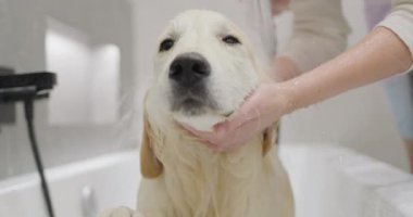 Küvette yıkanan sevimli bir golden retriever portresi..