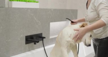 Sahibi Golden Retriever 'a banyo yaptırır. Sevdiğin evcil hayvanınla ilgilenmek.