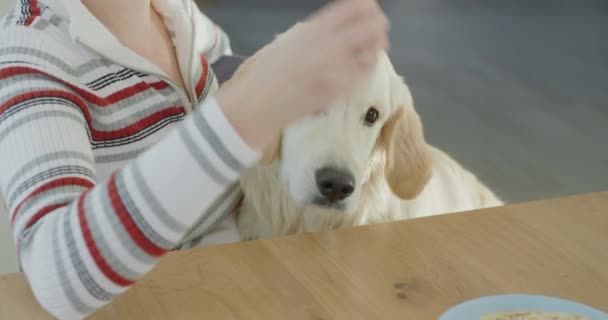 Een Obsessieve Hond Pest Zijn Eigenaar Tijdens Het Eten Smeekt — Stockvideo