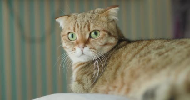 一只可敬的红猫躺在床上 他是个躺在沙发上的行家 — 图库视频影像