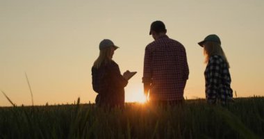 Birkaç genç çiftçi gün batımında bir buğday tarlasının arka planında konuşuyor. Tablet kullan - tarımda teknoloji.