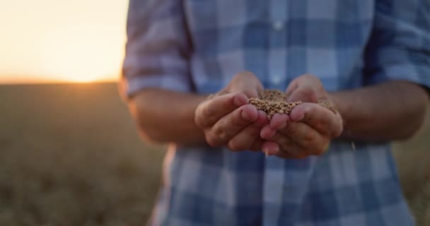 Campesinos Manos Con Grano Sol Concepto Agricultura Ecológica — Vídeos de Stock