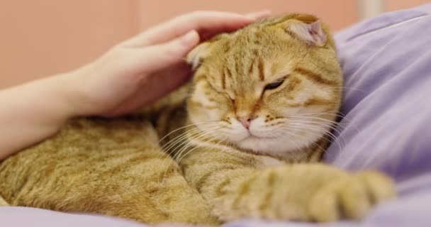 Eigenaar Huisdieren Zijn Gember Kat Als Hij Ontspant Het Bed — Stockvideo