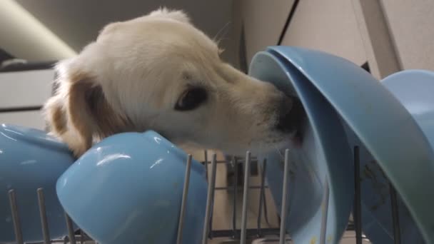 Άτακτος Σκύλος Γλείφει Βρώμικα Πιάτα Στο Πλυντήριο Πιάτων Μεγαλώνοντας Ένα — Αρχείο Βίντεο