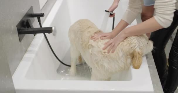Właściciel Kąpie Golden Retrievera Opieka Nad Ukochanym Zwierzakiem — Wideo stockowe