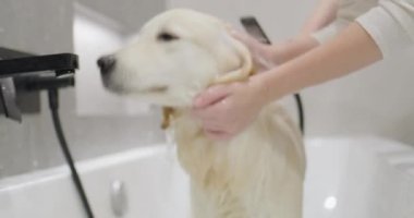 Sahibi Golden Retriever 'a banyo yaptırır. Sevdiğin evcil hayvanınla ilgilenmek.