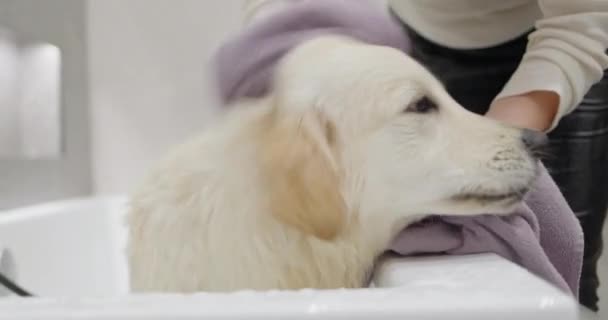 Cute Golden Retriever Being Dried Bathing Bath — Stock Video