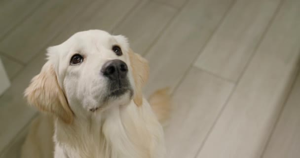 Προσεκτικός Σκύλος Παρακολουθεί Τον Ιδιοκτήτη Κάθεται Στο Πάτωμα Στην Κουζίνα — Αρχείο Βίντεο