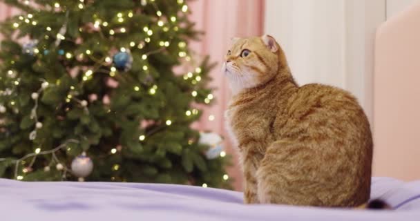 Симпатичный Красный Кот Возле Новогодней Елки — стоковое видео