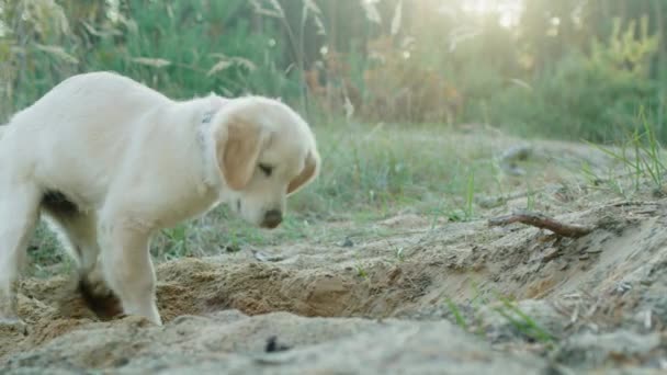 活発なゴールデンレトリーバーの子犬が砂の中に穴を掘る あなたのペットと森の中を歩く — ストック動画