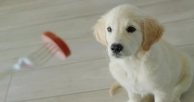 Tatlı Golden Retriever köpeği bir parça jambonu çatalla izliyor..