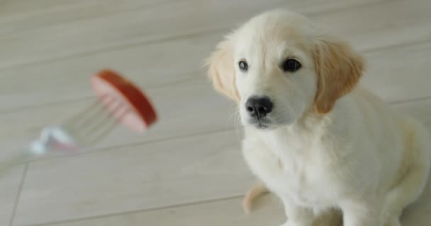 Leuke Golden Retriever Puppy Kijken Naar Een Stuk Ham Een — Stockvideo
