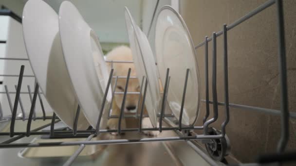黄金猎犬吃东西 舔洗碗机里的碎屑 — 图库视频影像