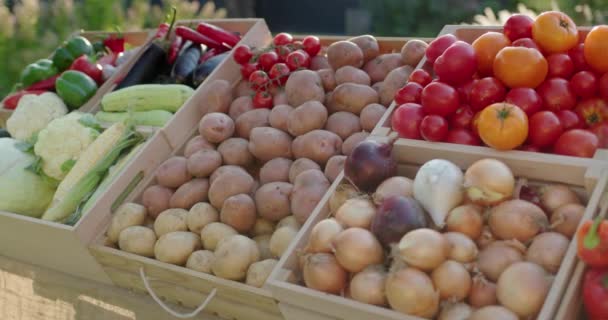 Krásný Stánek Zeleninou Farmářském Trhu Zdravé Potraviny Místních Zemědělců — Stock video