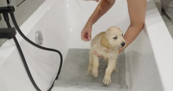 Egy Fürdik Egy Aranyos Golden Retriever Kiskutyát Első Kutyafürdő Állatgondozás — Stock videók