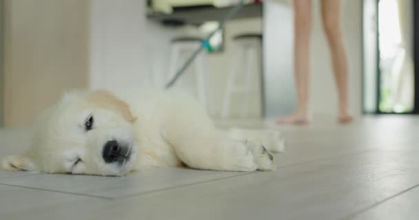 Seorang Wanita Membersihkan Lantai Dengan Pel Dapur Anak Anjing Lucu — Stok Video