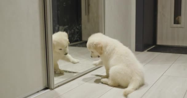 Anjing Yang Ceria Bermain Dengan Bayangannya Cermin — Stok Video