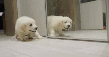Komik köpek yavrusu aynadaki yansımasına havlıyor. Onun yansımasını ilk kez görüyorum..