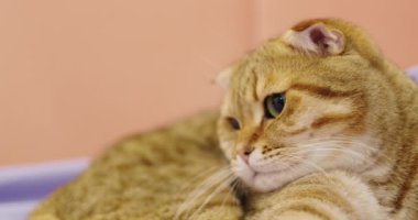 Kızıl bir kedi yatakta dinleniyor ve dikkatlice bir şey izliyor..