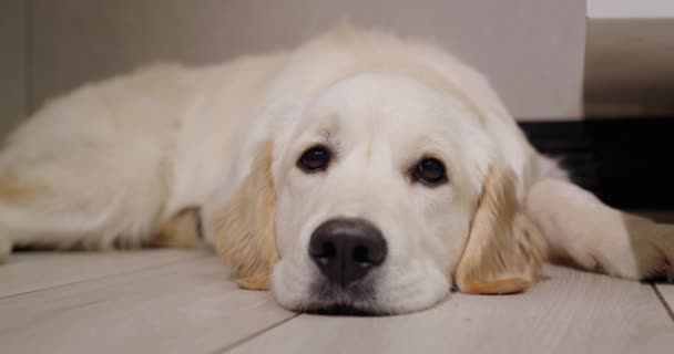 Portrait Cute Golden Retriever Lying Floor — Stock Video