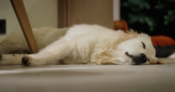 金猎犬在靠近餐桌的厨房地板上打瞌睡 — 图库视频影像