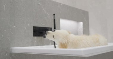 Golden Retriever banyo yapıyor..
