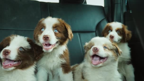 一群小狗把头转过来 一齐张开嘴 坐在汽车的后座上 — 图库视频影像