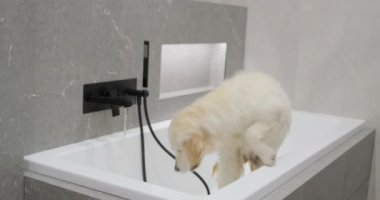 Golden Retriever banyo yapıyor..