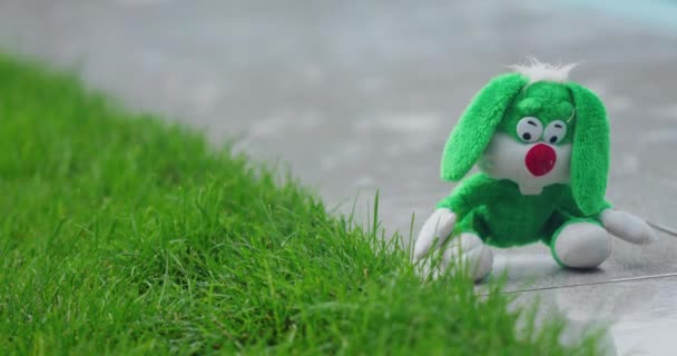 Plush Hare Sits Pouring Rain Garden Path — Stock Video
