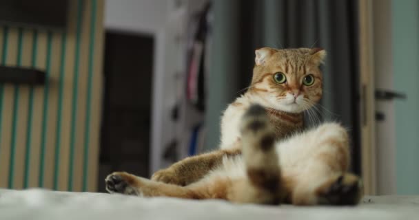 Şaşırmış Biraz Uykulu Bir Kedi Yatakta Oturur Aylaklıkta Profesyoneldir — Stok video