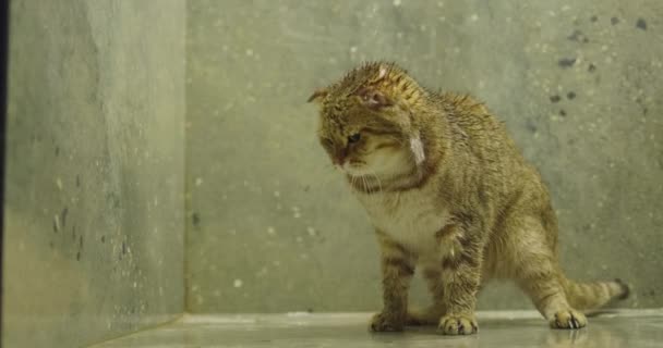 Vicces Vörös Macska Zuhanyozik Vidoé — Stock videók