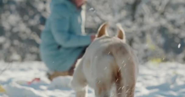 Seekor Anjing Golden Retriever Berjalan Melalui Taman Bersalju Video Gerak — Stok Video