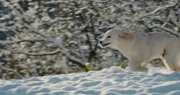 Ένα Κουτάβι Του Γκόλντεν Ριτρίβερ Τρέχει Μέσα Από Ένα Χιονισμένο — Αρχείο Βίντεο