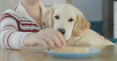 Saplantılı bir köpek yemek yerken sahibini rahatsız eder ve yemek için yalvarır..