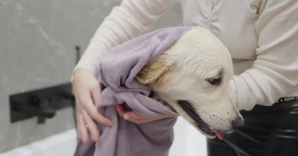 Cute Golden Retriever Being Dried Bathing Bath — Stock Video