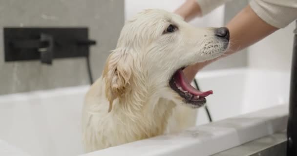 Proprietário Banho Golden Retriever Cuidar Seu Amado Animal Estimação — Vídeo de Stock
