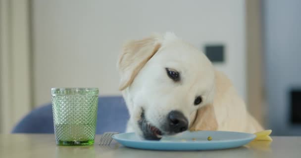 迷惑な犬は飼い主の皿からパスタを盗む ペットのトレーニングに関する問題 — ストック動画