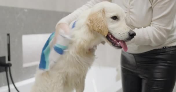 Cute Golden Retriever Seca Después Bañarse Baño — Vídeos de Stock