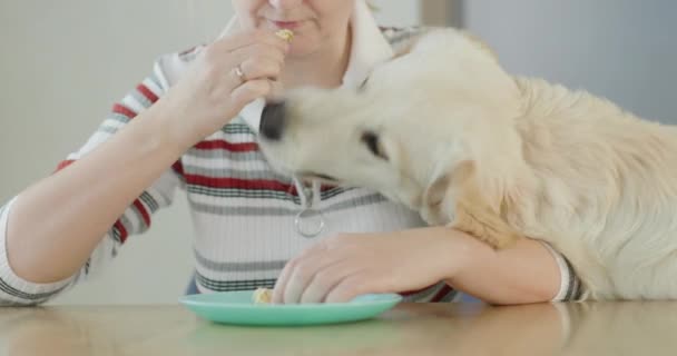 Een Onbeschaamde Hond Neemt Voedsel Van Zijn Eigenaar — Stockvideo