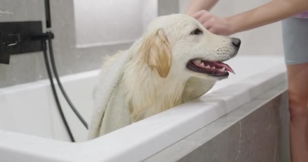 Adolescente Banha Seu Golden Retriever Banheira Vídeo — Vídeo de Stock